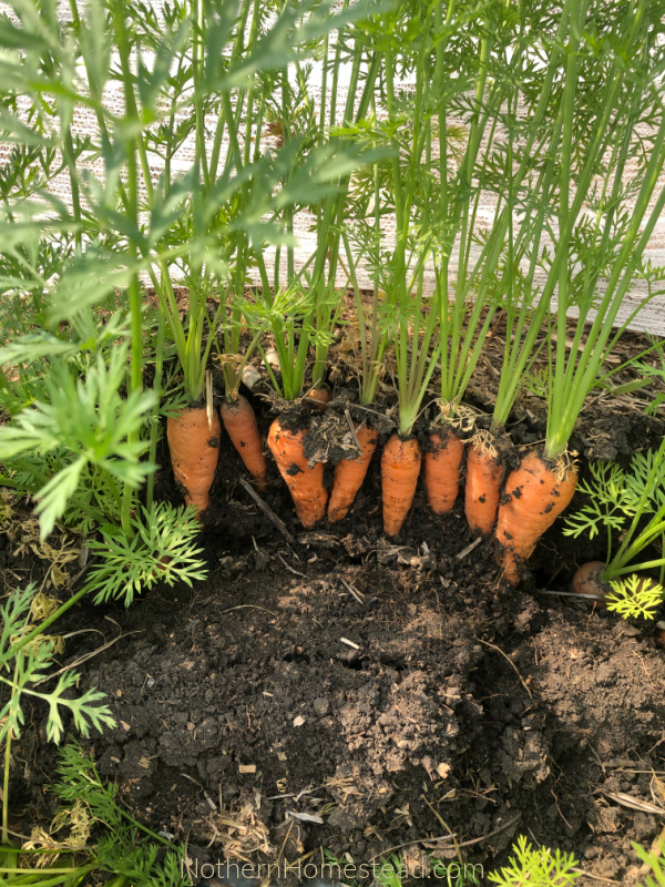 Sowing Carrots in Cornstarch