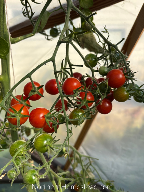 Fermented Cherry Tomatoes