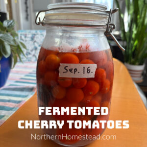 Fermented Cherry Tomatoes