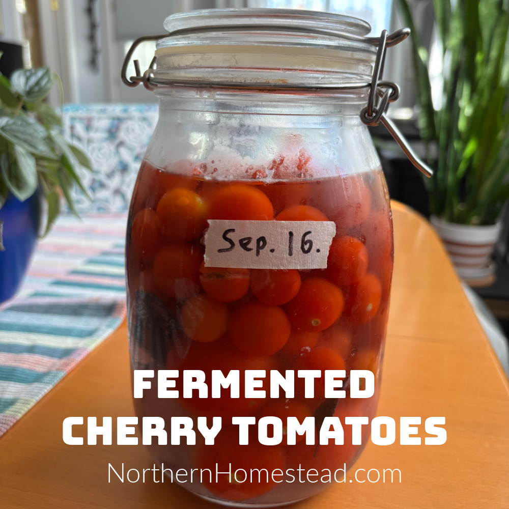 Fermented Cherry Tomatoes