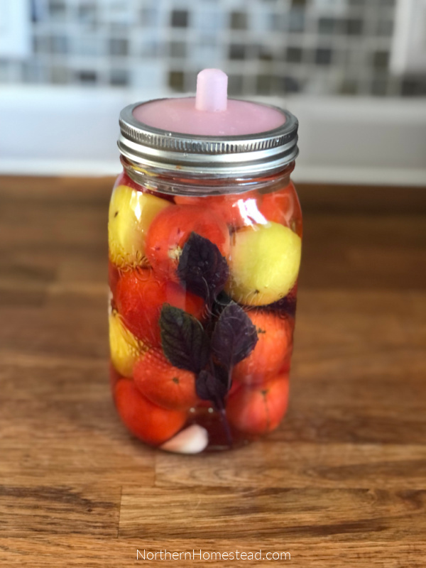 Fermented Tomatoes