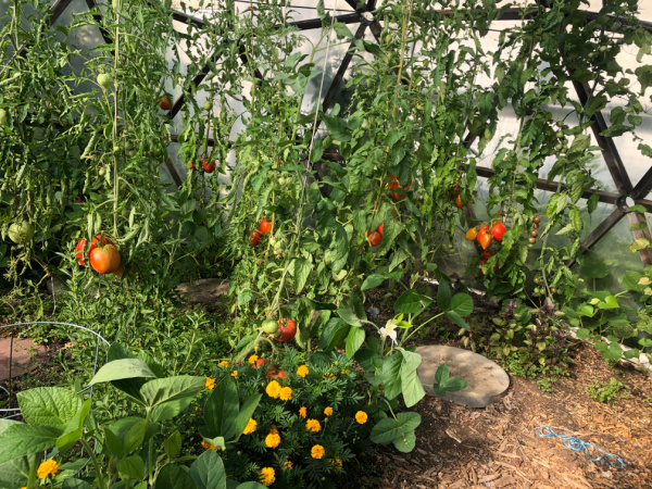 End of Season Garden Update 2022