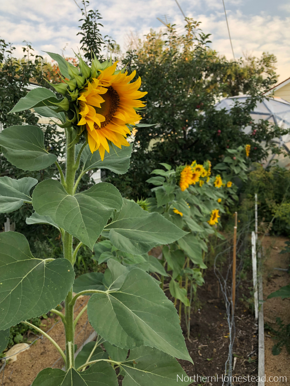 End of Season Garden Update 2022