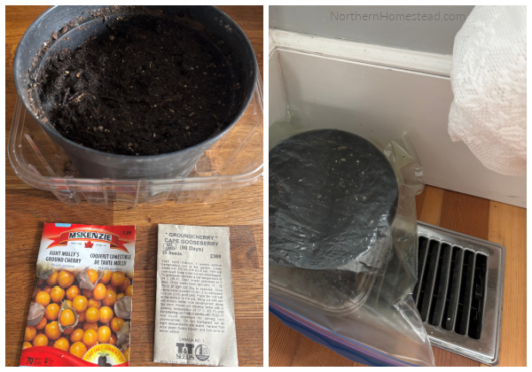 Ground Cherries seed