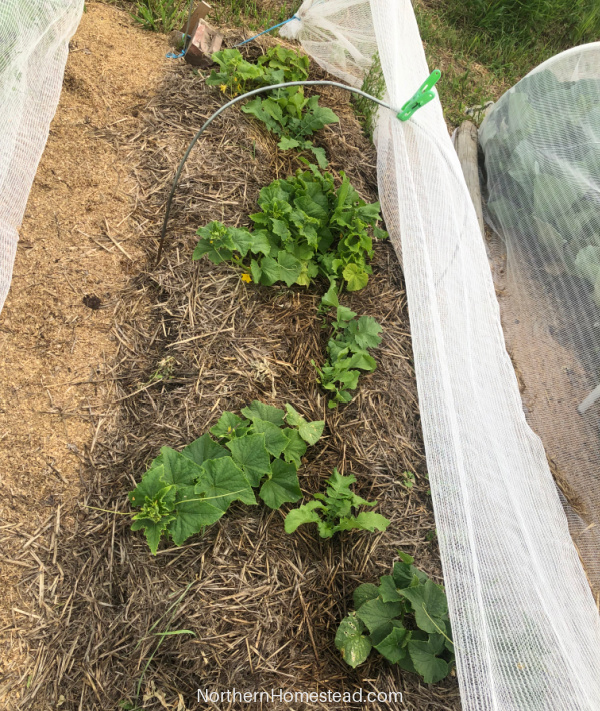 Starting a new no-till garden with tilling - Northern Homestead