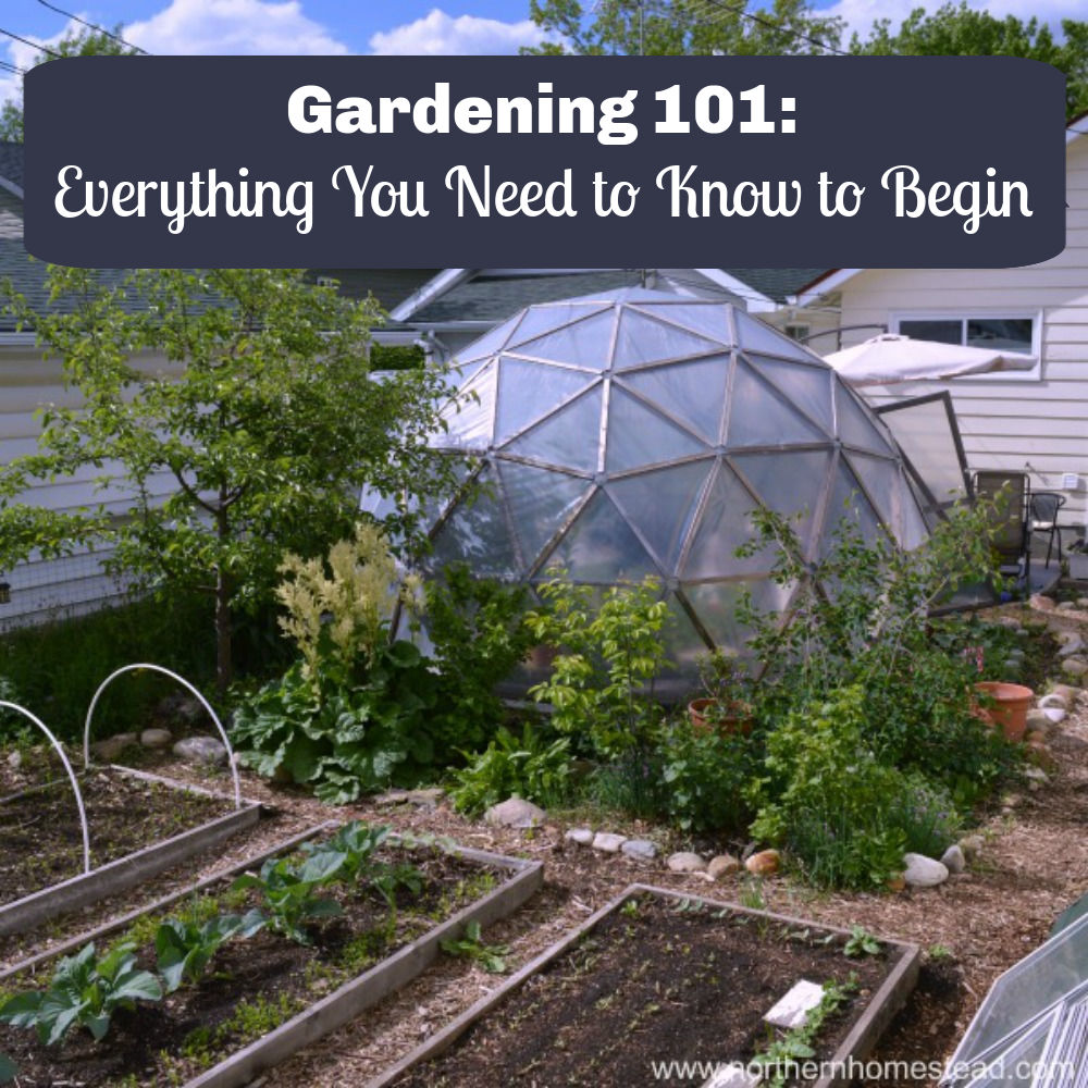 Gardening 101: Everything You Need to Know to Begin