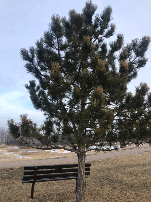 Pine Nuts Grow