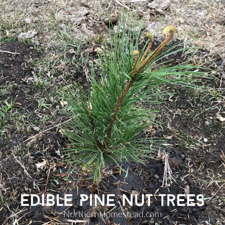Growing Edible Pine Nut Trees Northern Homestead