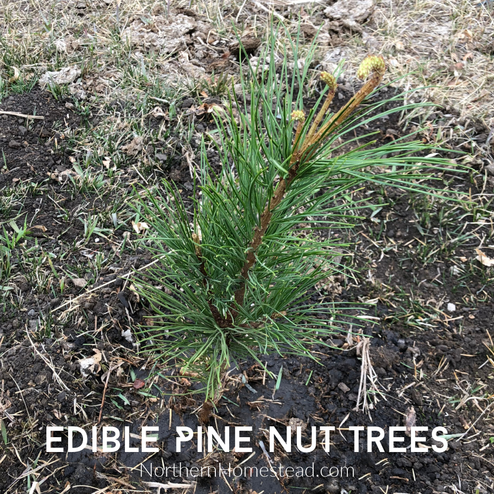 Growing Edible Pine Nut Trees