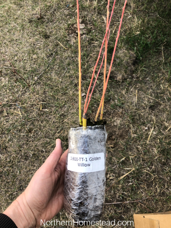 Planting a shelterbelt