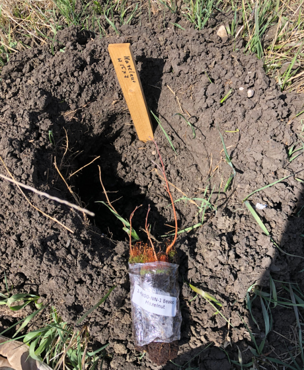 planting a shelterbelt