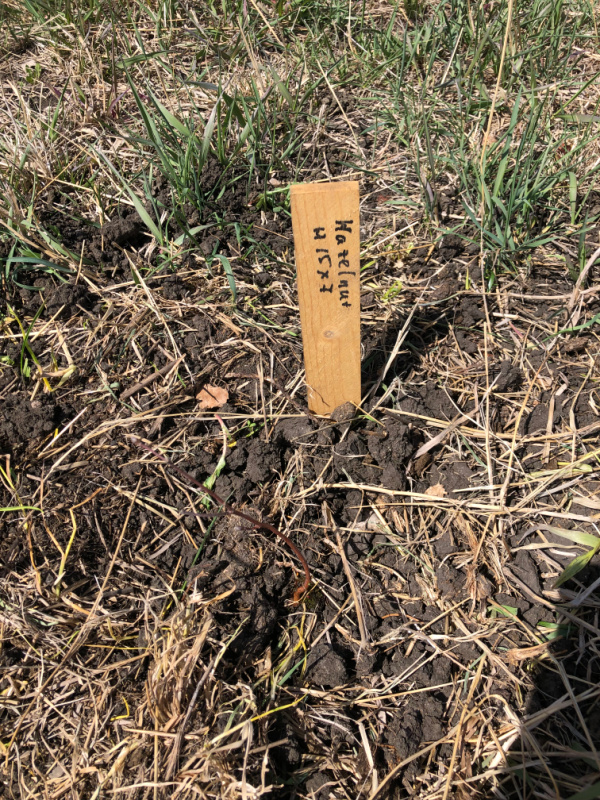 Planting a shelter belt