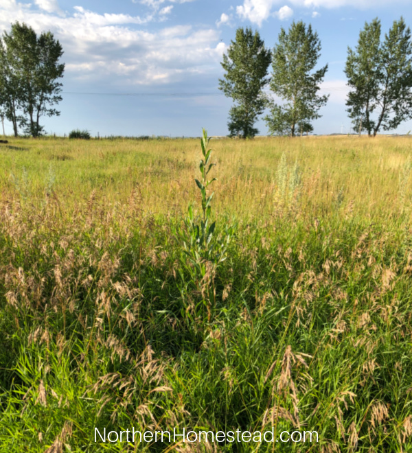 planting a shelterbelt