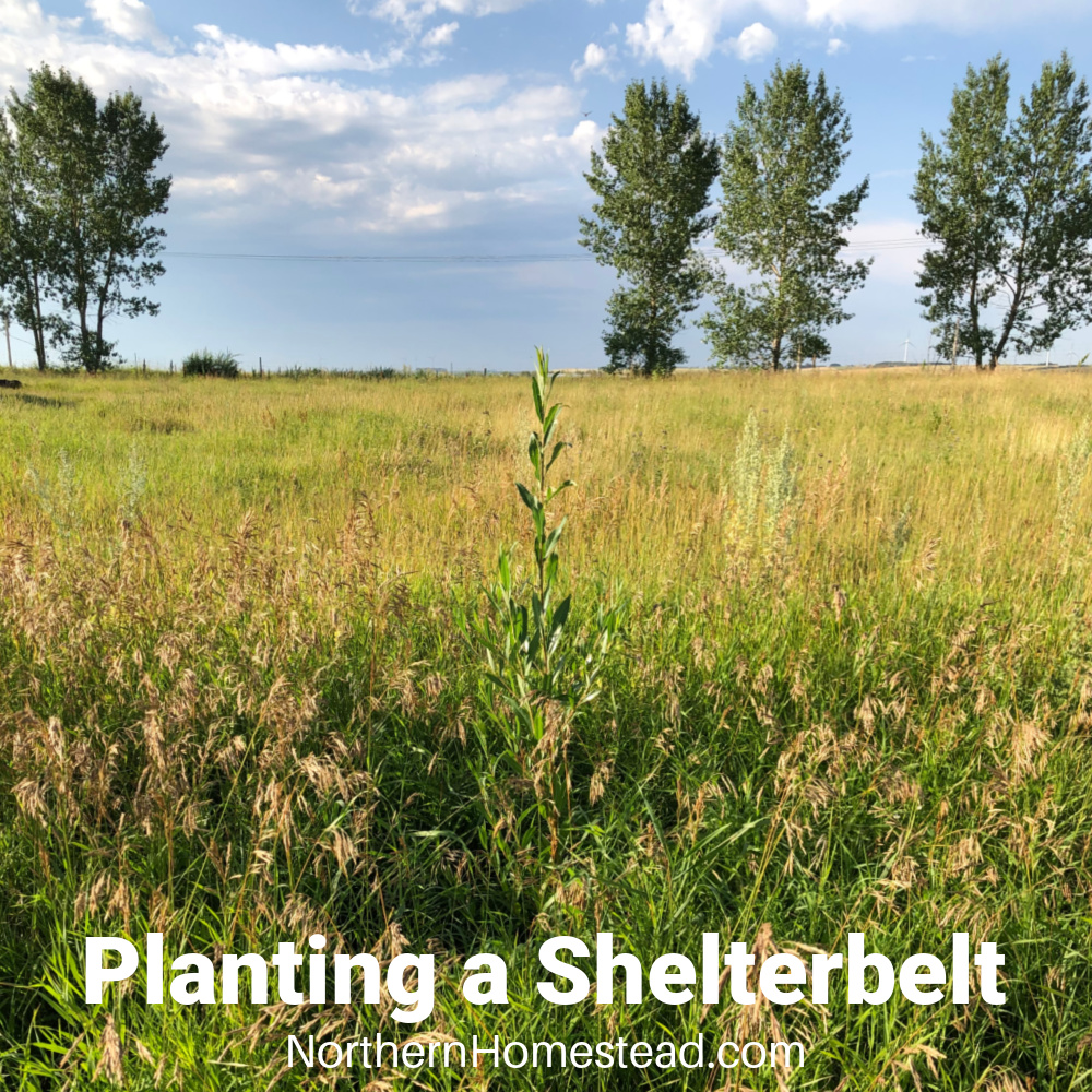 Planting a Shelterbelt