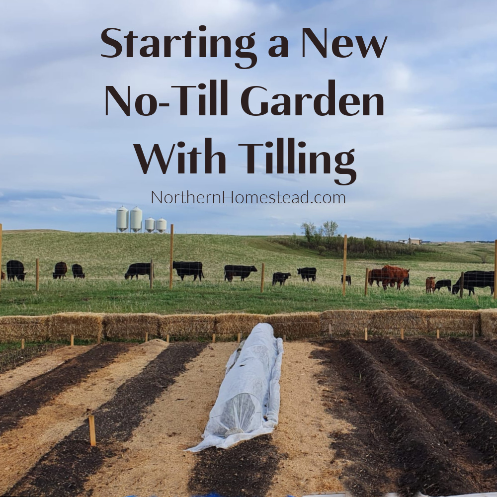 Starting a new no-till garden with tilling or how we converted a pasture into a garden. Building good soil with less work. 