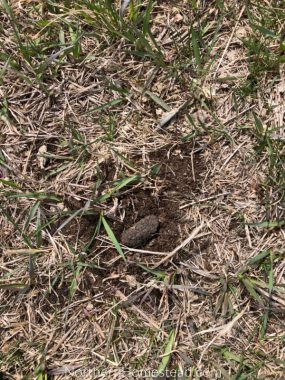 Making and planting seed bombs - Northern Homestead