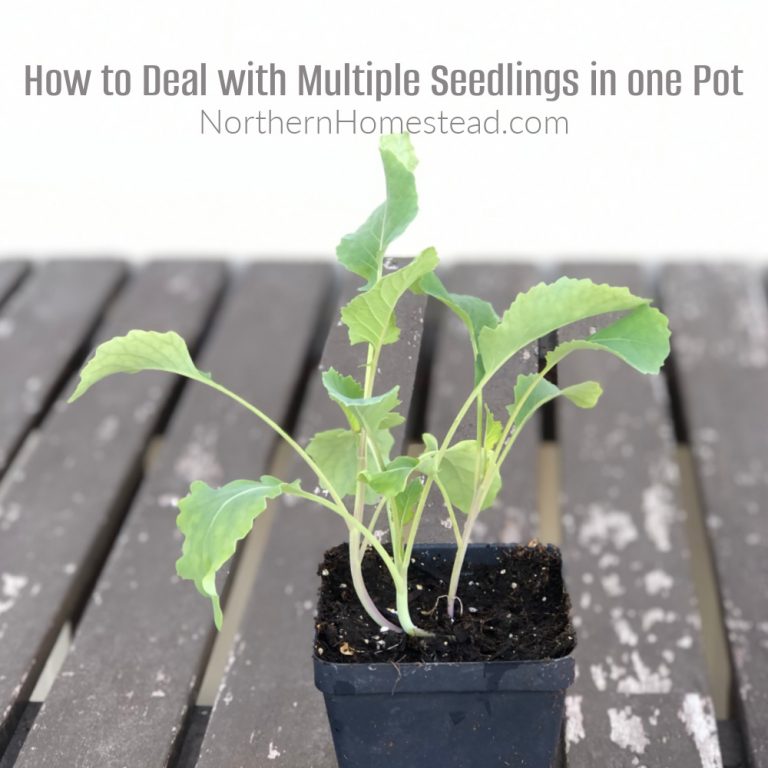 How to Deal with Multiple Seedlings in one Pot Northern Homestead
