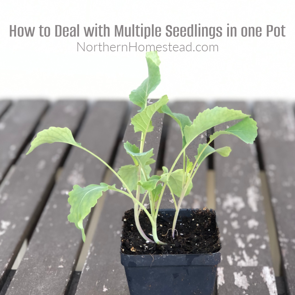 How to Deal with Multiple Seedlings in one Pot - Northern Homestead