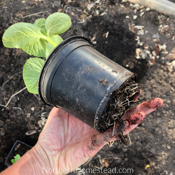 Planting Pickling Cucumbers in a Bottomless Pot