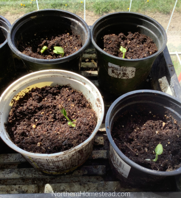 Planting Pickling Cucumbers in a Bottomless Pot