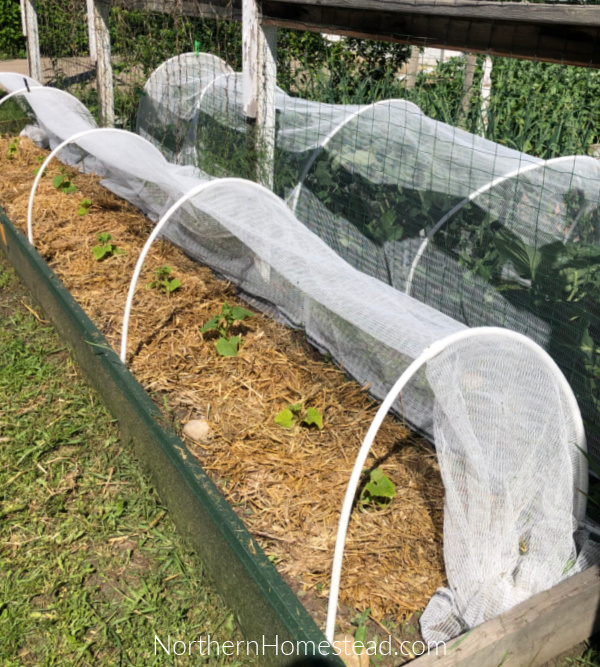 Planting Pickling Cucumbers in a Bottomless Pot