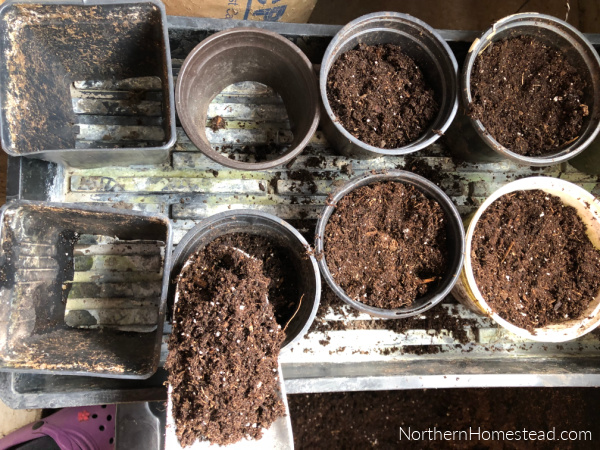 Planting seedlings in a Bottomless Pot