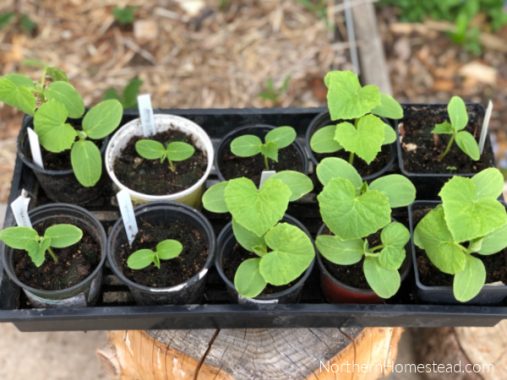 Planting Pickling Cucumbers in a Bottomless Pot - Northern Homestead