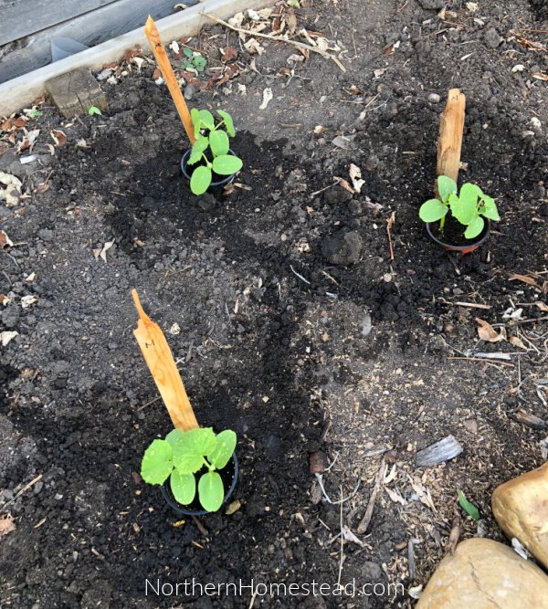 Planting Pickling Cucumbers in a Bottomless Pot