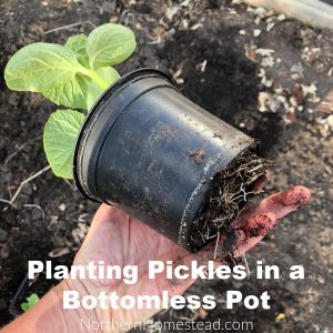 Planting Pickless in a bottomless pot