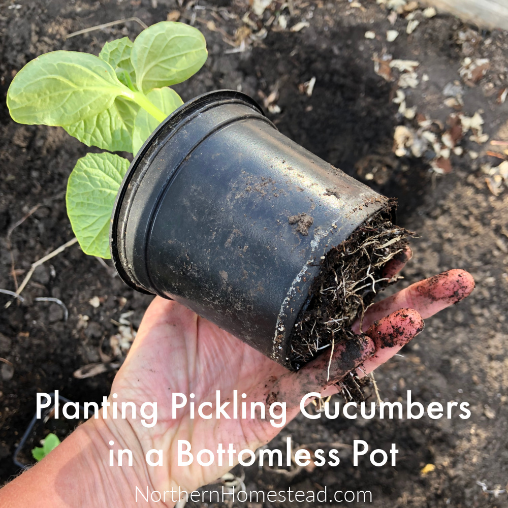 Planting Pickling Cucumbers in a Bottomless Pot