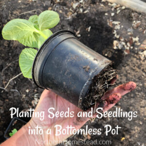 Planting Seeds and Seedlings into a Bottomless Pot