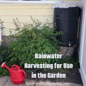 Rainwater harvesting for use in the garden