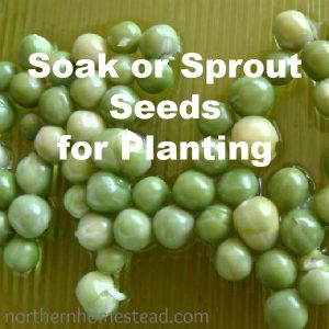 Soak or sprout seeds for planting
