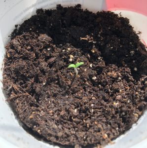 How to Soak or Sprout Seeds Before Planting - Northern Homestead