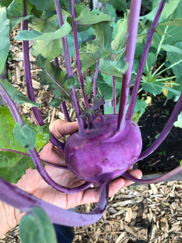 Growing Food - Kohlrabi