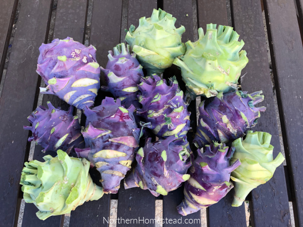 Growing Food - Kohlrabi