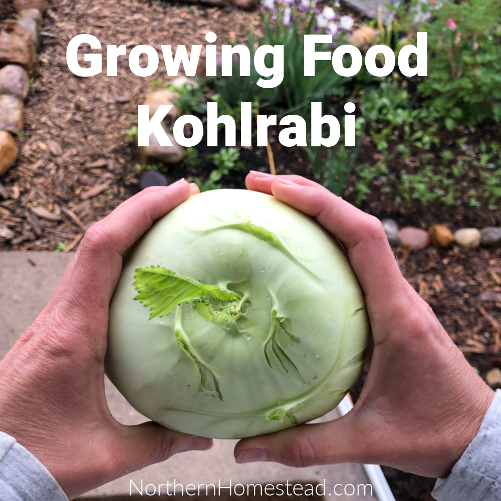 Growing Food - Kohlrabi