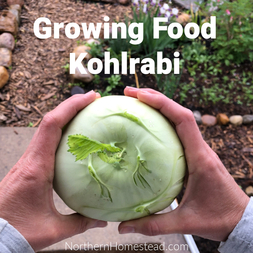 Growing Food - Kohlrabi - Northern Homestead