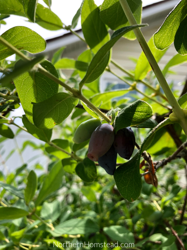 Haskap (Honeyberry) Jam