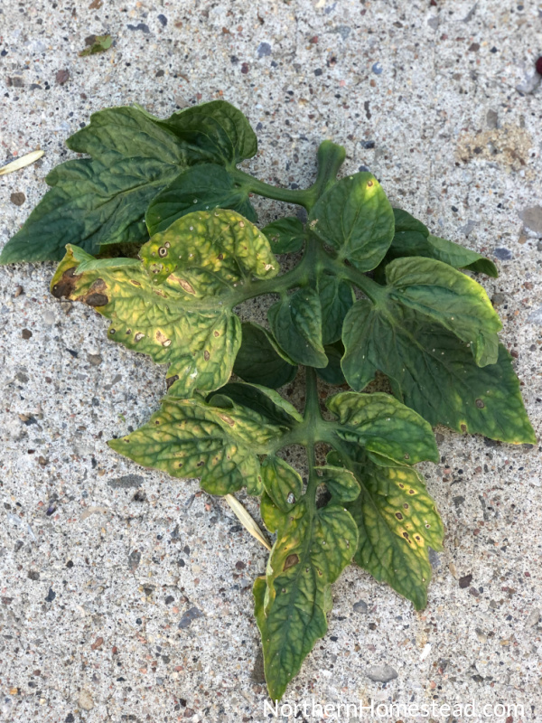 Common tomato leaf diseases