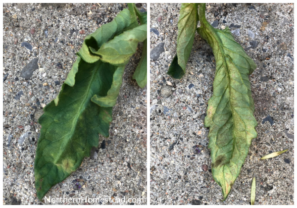 Common tomato leaf diseases