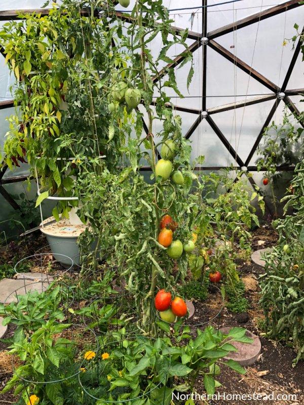 Common tomato leaf diseases