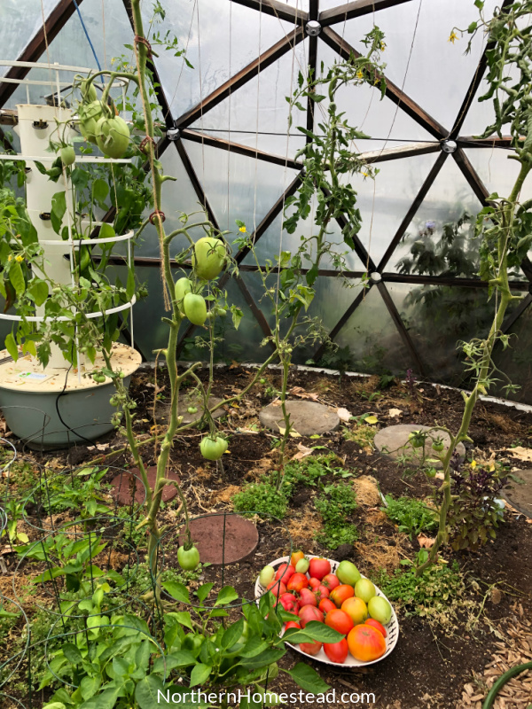 Common tomato leaf diseases