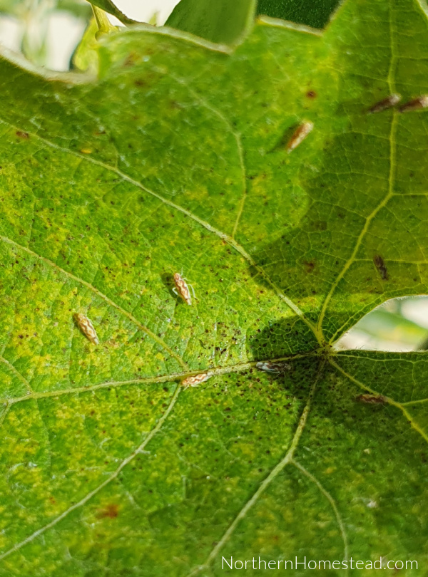 Growing Grapes in a Cold Climate