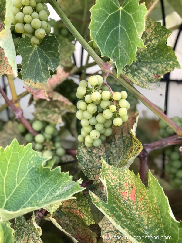 Growing Grapes in a Cold Climate