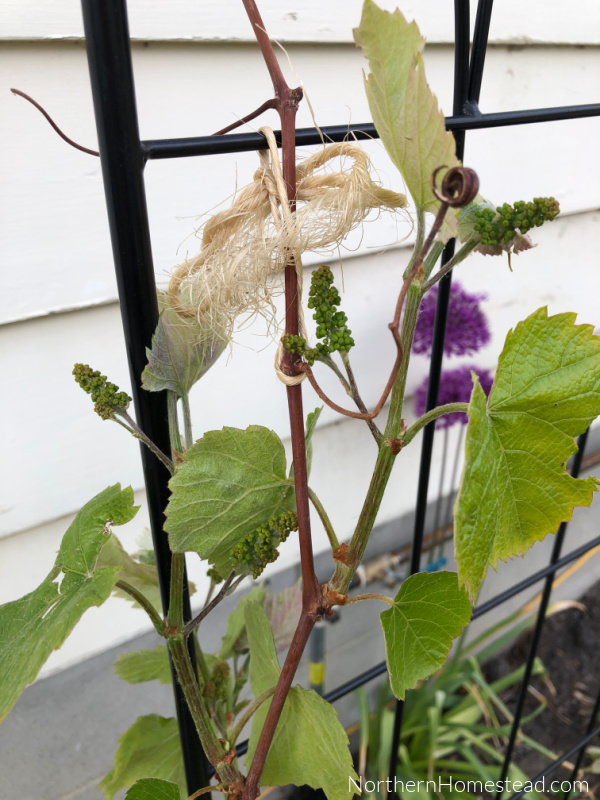 Growing Grapes in a Cold Climate