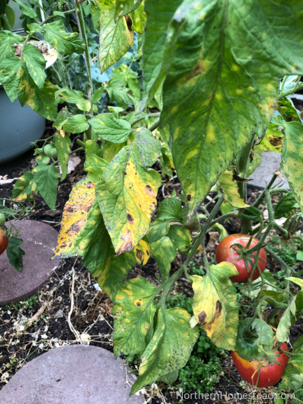 Common tomato leaf diseases