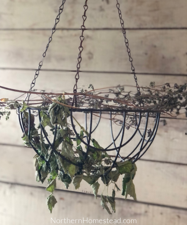 From Garden to Garnish: Drying Culinary Herbs