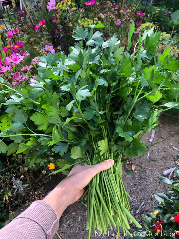 https://northernhomestead.com/wp-content/uploads/2023/10/Drying-culinary-herbs.jpeg