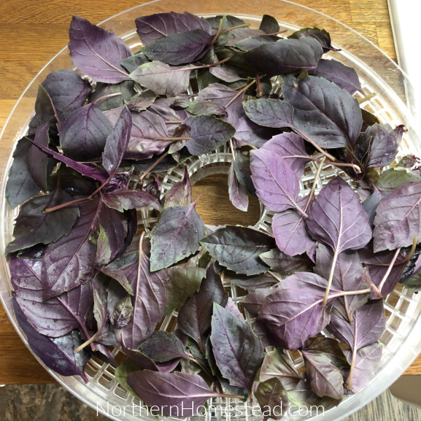 From Garden to Garnish: Drying Culinary Herbs